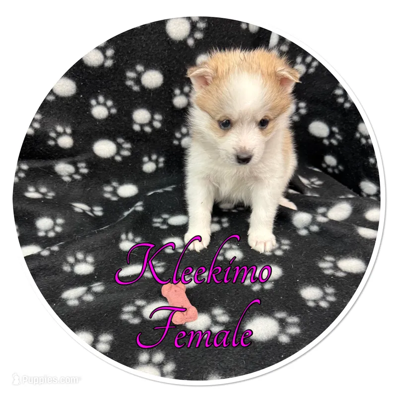 Buffy – American Eskimo, Alaskan Klee Kai puppy for sale in Clifton, KS