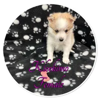Buffy, a female American Eskimo and Alaskan Klee Kai for sale in Clifton, KS – 1 of 3