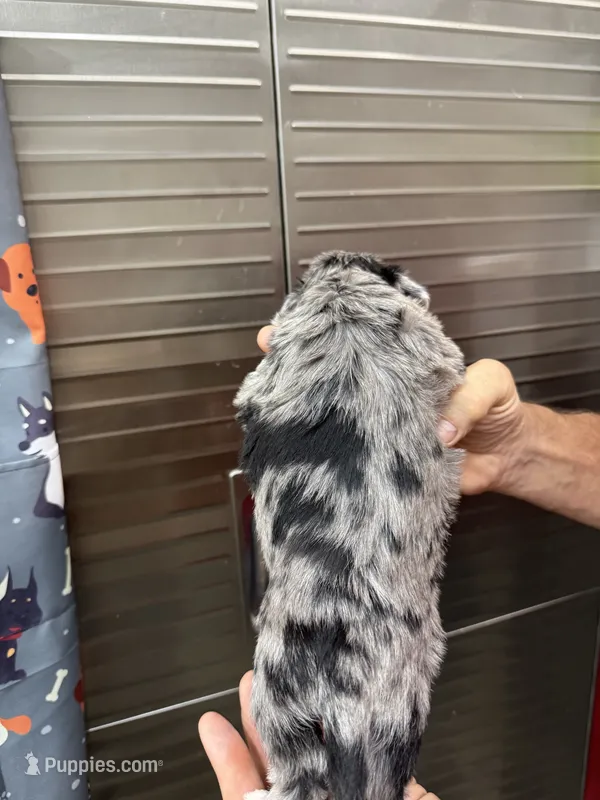 Splash – Miniature Schnauzer, West Highland White Terrier puppy for sale in Clifton, KS