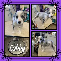 Maple, a female Schnoodle for sale in Clifton, KS – 2 of 3