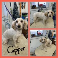 Maple, a female Schnoodle for sale in Clifton, KS – 3 of 3
