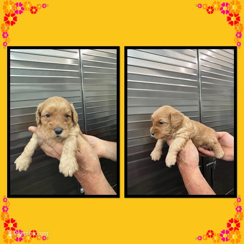 Maple, a female Schnoodle for sale in Clifton, KS – 1 of 3