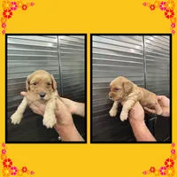 Maple, a female Schnoodle for sale in Clifton, KS – 1 of 3