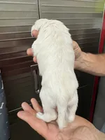 Lilly, a female Miniature Schnauzer and West Highland White Terrier for sale in Clifton, KS – 2 of 5