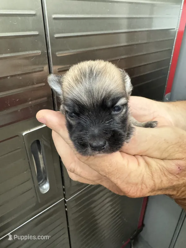 Peanut  – Morkie puppy for sale in Clifton, KS