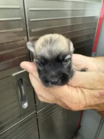 Peanut , a male Morkie for sale in Clifton, KS – 1 of 5