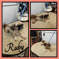 Snickers, a male Shih Tzu for sale in Clifton, KS – 3 of 3