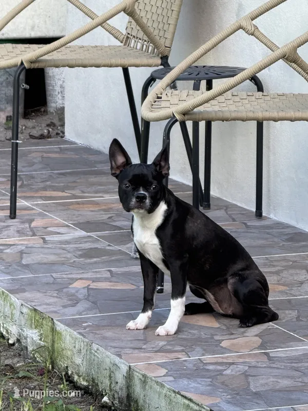 Bailey – Boston Terrier puppy for sale in Hollywood, FL