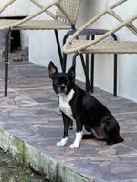 Bailey, a female Boston Terrier for sale in Hollywood, FL – 1 of 1