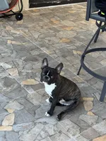 Bentley, a male Frenchton for sale in Hollywood, FL – 1 of 1