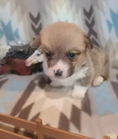 Mustang, a male Pembroke Welsh Corgi for sale in Brush, CO – 2 of 4