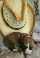 Blazer, a male Pembroke Welsh Corgi for sale in Ben Wheeler, TX – 2 of 2