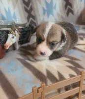 Impala, a male Pembroke Welsh Corgi for sale in Brush, CO – 4 of 4