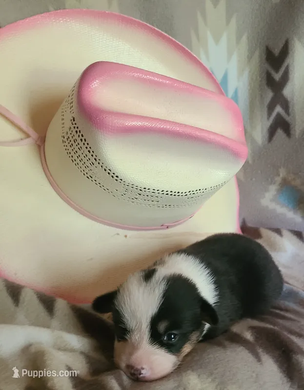 Cheyenne  – Pembroke Welsh Corgi puppy for sale in Ben Wheeler, TX