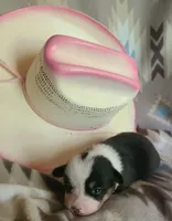 Cheyenne , a female Pembroke Welsh Corgi for sale in Ben Wheeler, TX – 1 of 4