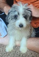 Rudy, a male Miniature Aussiedoodle for sale in Ben Wheeler, TX – Photo 2 of 2