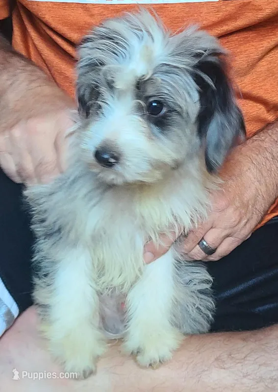 Rudy, a male Miniature Aussiedoodle for sale in Ben Wheeler, TX – Photo 1 of 2