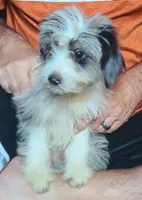 Rudy, a male Miniature Aussiedoodle for sale in Ben Wheeler, TX – Photo 1 of 2