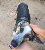 Mindy, a female German Shepherd Dog for sale in Gillette, WY – 2 of 4