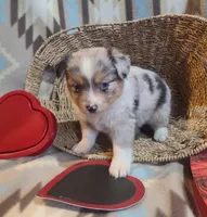 Reba ( pending), a female Toy Australian Shepherd for sale in Ben Wheeler, TX – Photo 2 of 3