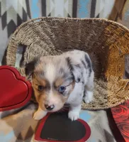 Reba ( pending), a female Toy Australian Shepherd for sale in Ben Wheeler, TX – Photo 3 of 3