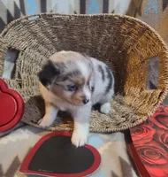 Reba ( pending), a female Toy Australian Shepherd for sale in Ben Wheeler, TX – Photo 1 of 3