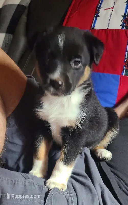 Nelly – Toy Australian Shepherd puppy for sale in Ben Wheeler, TX