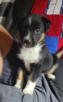 Nelly, a female Toy Australian Shepherd for sale in Ben Wheeler, TX – 1 of 6