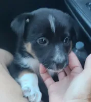 Nelly, a female Toy Australian Shepherd for sale in Ben Wheeler, TX – 3 of 6