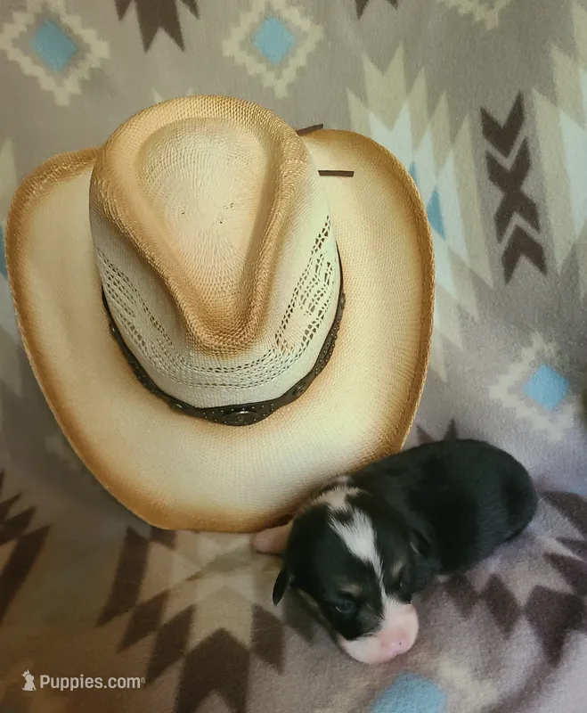 Camaro  – Pembroke Welsh Corgi puppy for sale in Ben Wheeler, TX