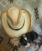 Camaro , a male Pembroke Welsh Corgi for sale in Ben Wheeler, TX – 1 of 2