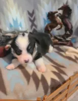 Cheyenne , a female Pembroke Welsh Corgi for sale in Brush, CO – 2 of 6