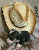 Camaro , a male Pembroke Welsh Corgi for sale in Ben Wheeler, TX – 2 of 2