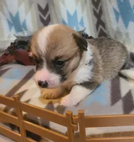 Malibu, a male Pembroke Welsh Corgi for sale in Brush, CO – 2 of 4