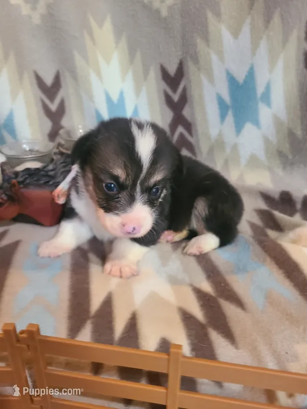 Camaro  – Pembroke Welsh Corgi puppy for sale in Brush, CO