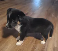 Nelly, a female Toy Australian Shepherd for sale in Ben Wheeler, TX – 5 of 6