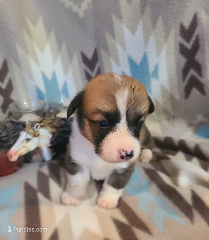 Blazer – Pembroke Welsh Corgi puppy for sale in Brush, CO