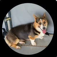 Cheyenne , a female Pembroke Welsh Corgi for sale in Ben Wheeler, TX – 3 of 4
