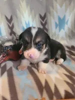 Camaro , a male Pembroke Welsh Corgi for sale in Brush, CO – 3 of 4