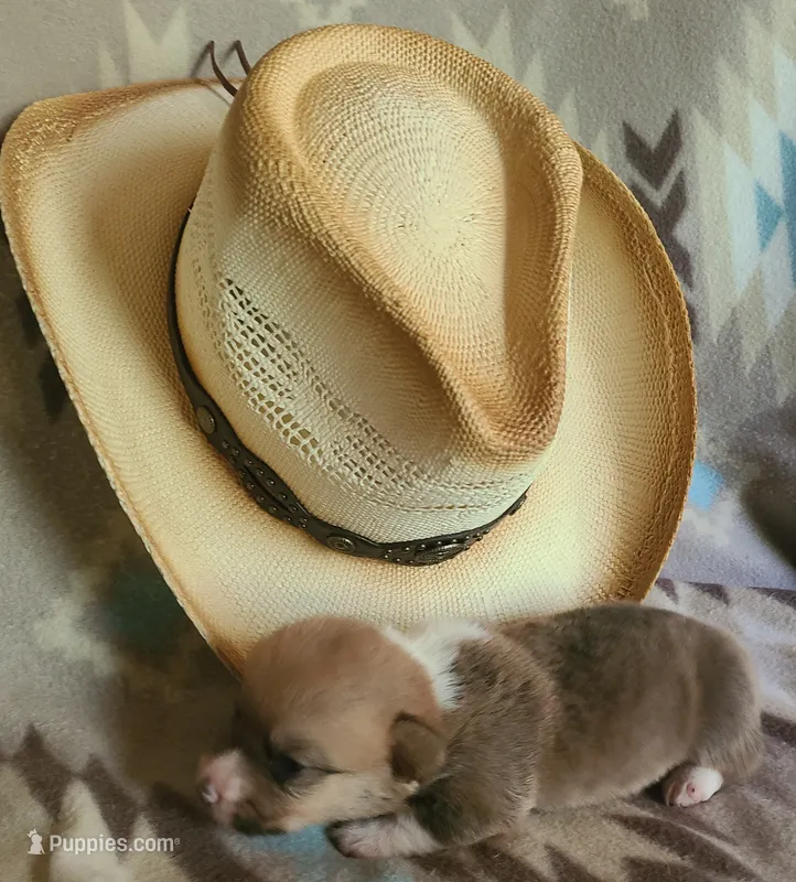 Mustang – Pembroke Welsh Corgi puppy for sale in Ben Wheeler, TX