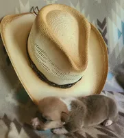 Mustang, a male Pembroke Welsh Corgi for sale in Ben Wheeler, TX – 1 of 2