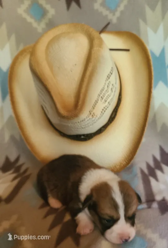 Impala – Pembroke Welsh Corgi puppy for sale in Ben Wheeler, TX