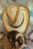 Impala, a male Pembroke Welsh Corgi for sale in Ben Wheeler, TX – 1 of 2
