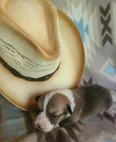 Impala, a male Pembroke Welsh Corgi for sale in Ben Wheeler, TX – 2 of 2