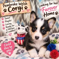 Cheyenne , a female Pembroke Welsh Corgi for sale in Ben Wheeler, TX – 1 of 7