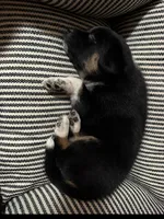 Nelly, a female Toy Australian Shepherd for sale in Ben Wheeler, TX – 2 of 6