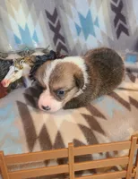 Impala, a male Pembroke Welsh Corgi for sale in Brush, CO – 1 of 4