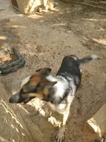 Mindy, a female German Shepherd Dog for sale in Gillette, WY – 4 of 4