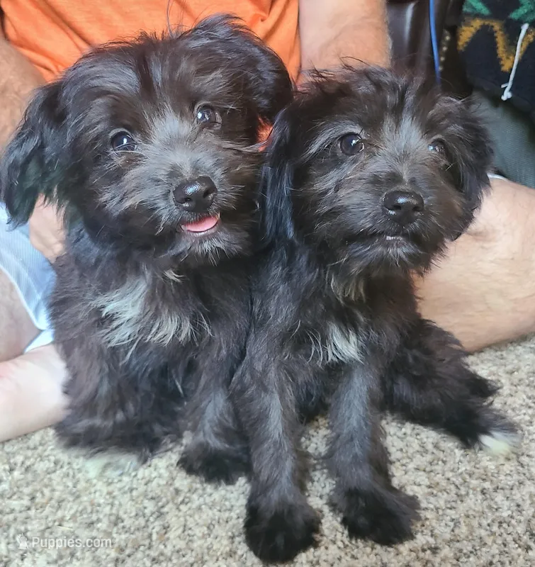 Ronnie ( on the left), a male Miniature Aussiedoodle for sale in Ben Wheeler, TX – Photo 1 of 2