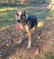 Mindy, a female German Shepherd Dog for sale in Rapid City, SD – 2 of 8
